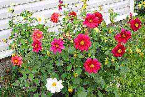is it possible to grow annual dahlias as perennial