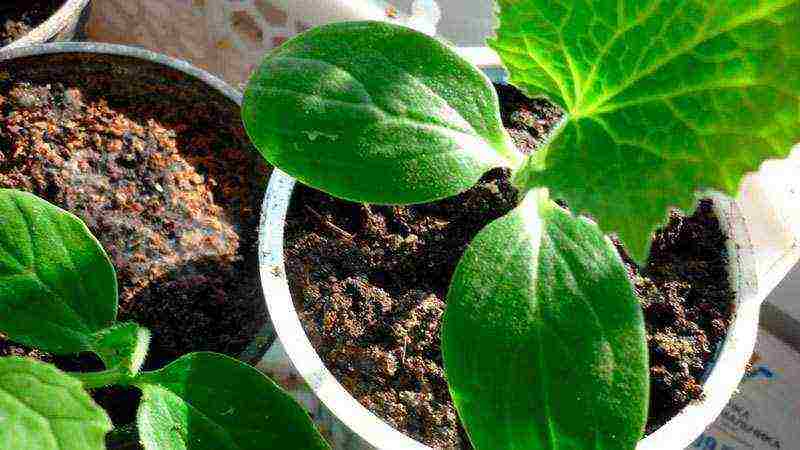 is it possible to grow cucumbers in the winter at home