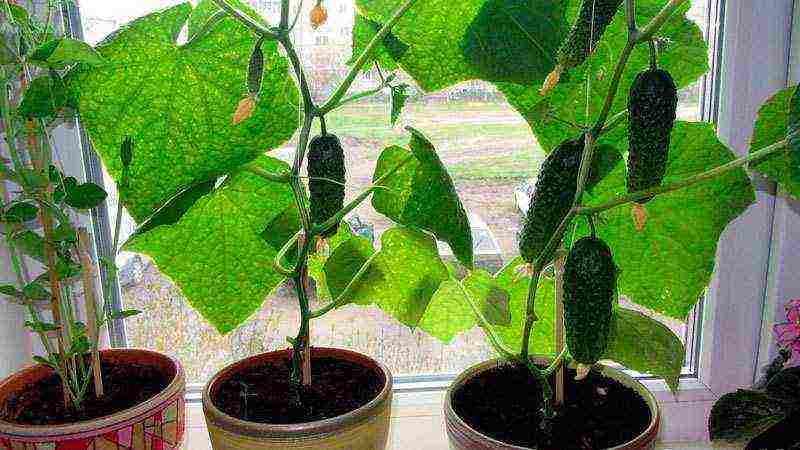 is it possible to grow cucumbers in the winter at home