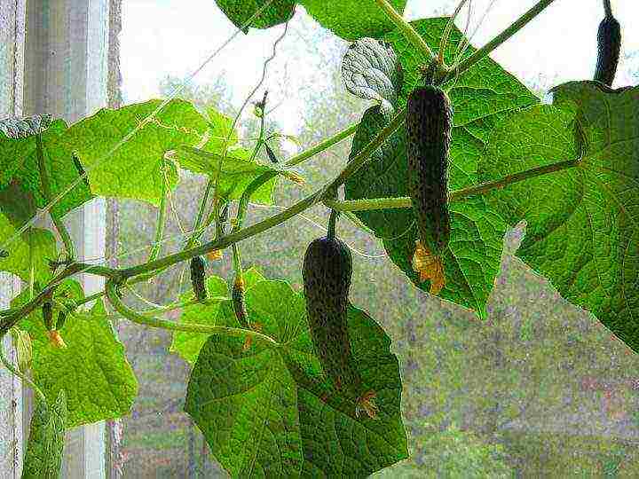 is it possible to grow cucumbers in the winter at home