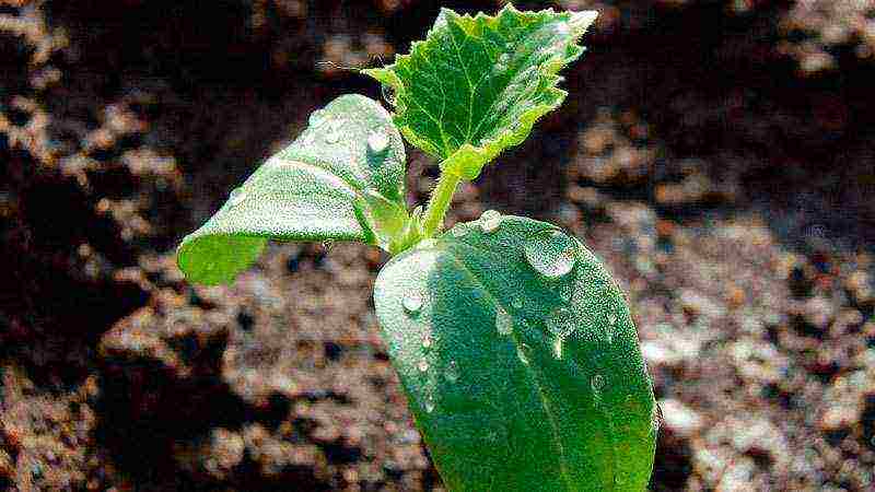 is it possible to grow cucumbers in the winter at home