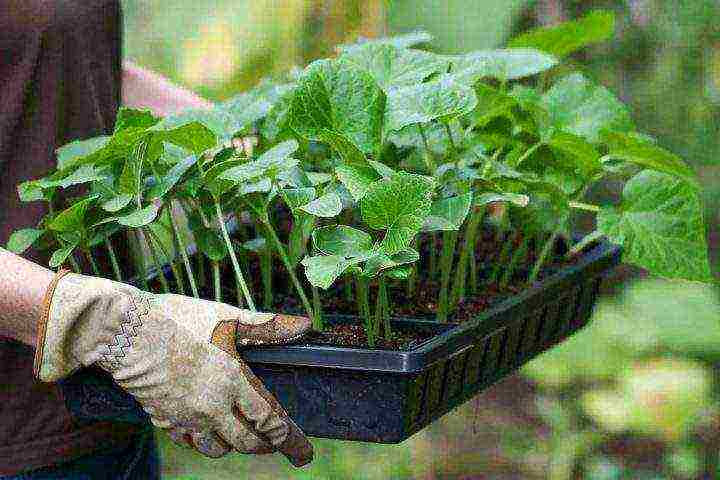 is it possible to grow cucumbers in winter at home