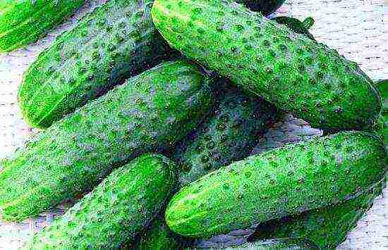 is it possible to grow cucumbers in the winter at home