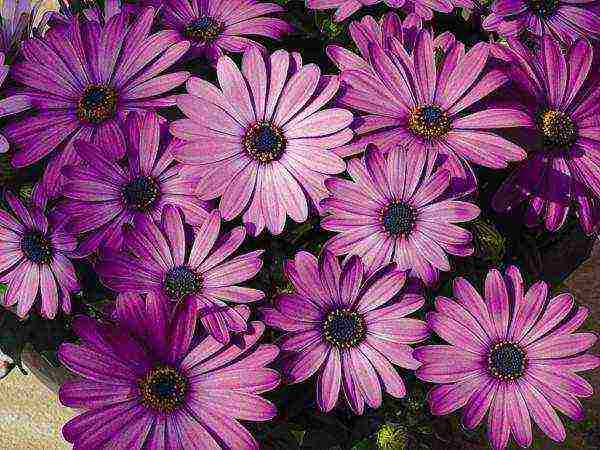 posible bang palaguin ang osteospermum bilang isang houseplant