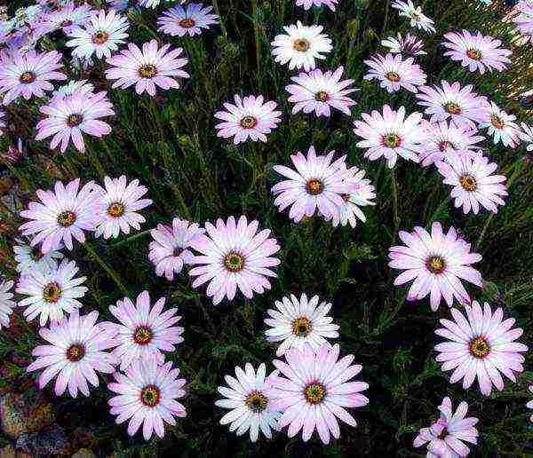 posible bang palaguin ang osteospermum bilang isang houseplant