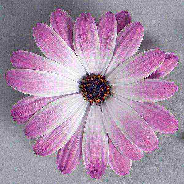 is it possible to grow osteospermum as a houseplant