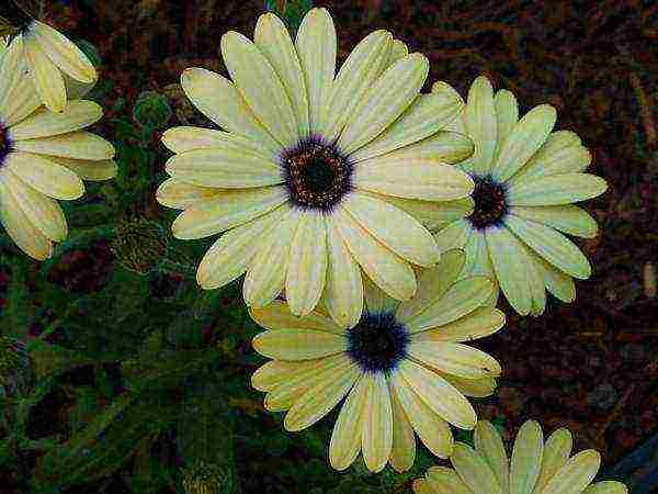 posible bang palaguin ang osteospermum bilang isang houseplant