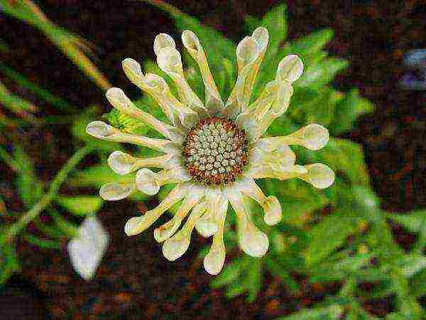 posible bang palaguin ang osteospermum bilang isang houseplant