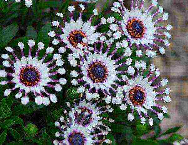 is it possible to grow osteospermum as a houseplant