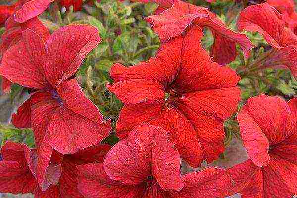 is it possible to grow petunia as a houseplant in winter