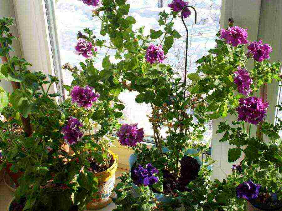 is it possible to grow petunia as a houseplant in winter