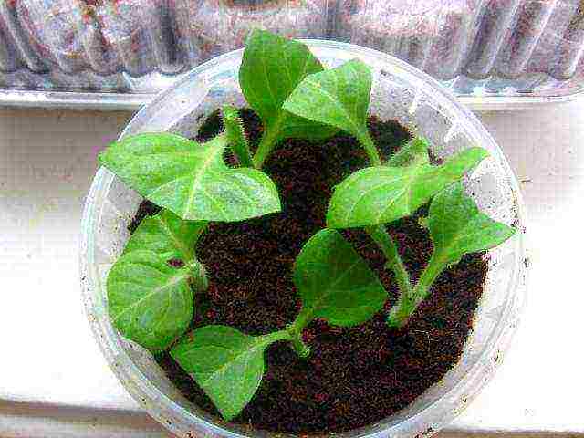 is it possible to grow petunia as a houseplant in winter