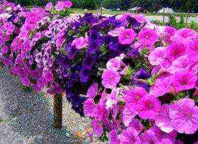 is it possible to grow petunia as a houseplant in winter