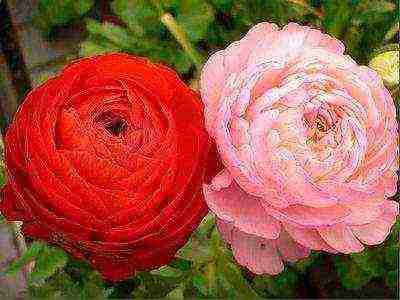 is it possible to grow ranunculus at home by digging them from the garden