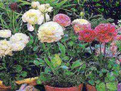 is it possible to grow ranunculus at home by digging them from the garden