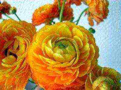 is it possible to grow ranunculus at home by digging them from the garden