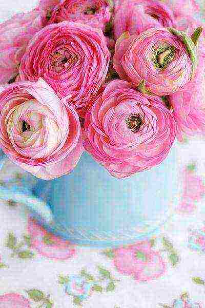 is it possible to grow ranunculus at home by digging them from the garden