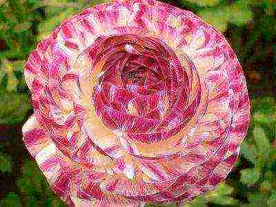 is it possible to grow ranunculus at home by digging them from the garden