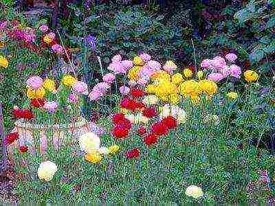 is it possible to grow ranunculus at home by digging them from the garden