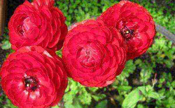 is it possible to grow ranunculus at home by digging them from the garden