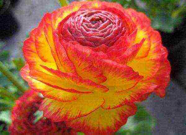 is it possible to grow ranunculus at home by digging them from the garden