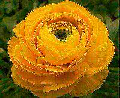 is it possible to grow ranunculus at home by digging them from the garden