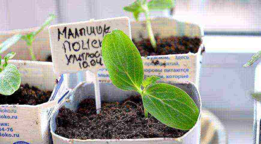 is it possible to grow cucumber seedlings in peat tablets