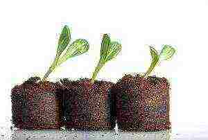 is it possible to grow cucumber seedlings in peat tablets