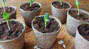 is it possible to grow cucumber seedlings in peat tablets