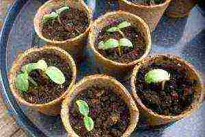 is it possible to grow cucumber seedlings in peat tablets