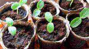 is it possible to grow cucumber seedlings in peat tablets