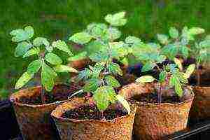 is it possible to grow cucumber seedlings in peat tablets