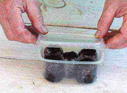 is it possible to grow pepper seedlings in peat tablets