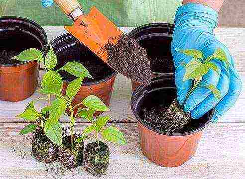 is it possible to grow pepper seedlings in peat tablets
