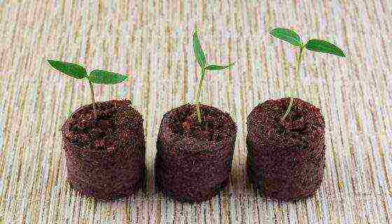 is it possible to grow pepper seedlings in peat tablets