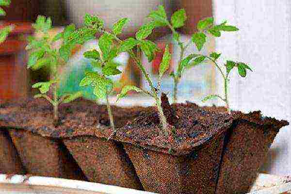 is it possible to grow tomato seedlings in peat pots