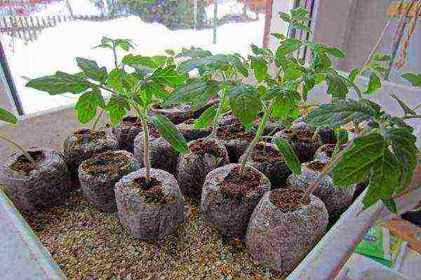 is it possible to grow tomato seedlings in peat pots