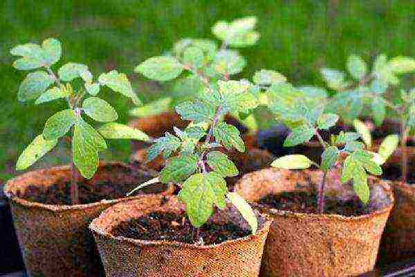 is it possible to grow tomato seedlings in peat pots