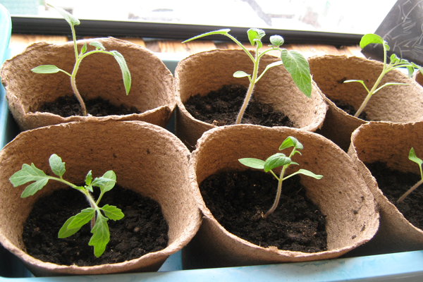 is it possible to grow tomato seedlings in peat pots