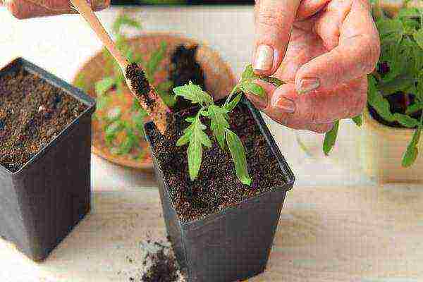 is it possible to grow tomato seedlings in peat pots