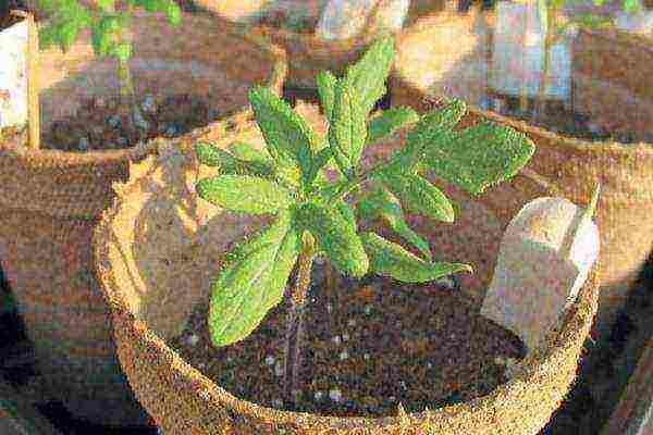 is it possible to grow tomato seedlings in peat pots