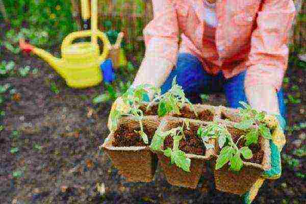 is it possible to grow tomato seedlings in peat pots