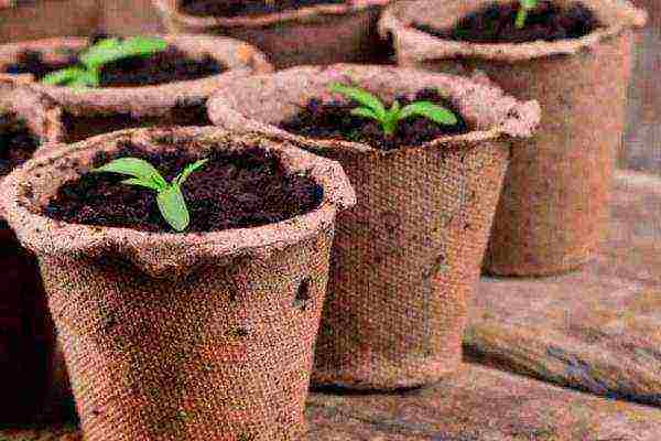 is it possible to grow tomato seedlings in peat pots