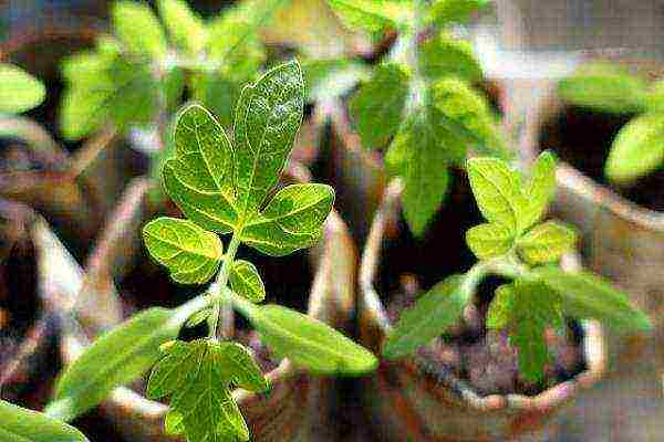 is it possible to grow tomato seedlings in peat pots