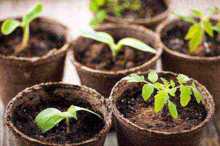 is it possible to grow tomato seedlings in peat pots