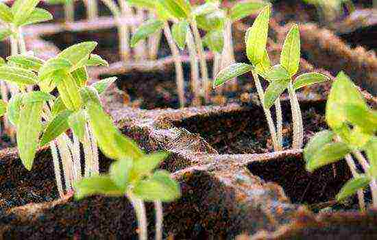 is it possible to grow tomato seedlings in peat pots