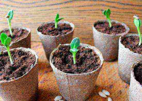 is it possible to grow tomato seedlings in peat pots