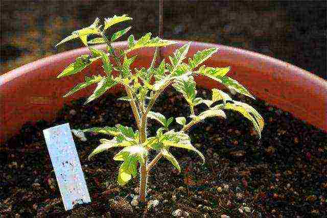 is it possible to grow tomato seedlings in peat pots