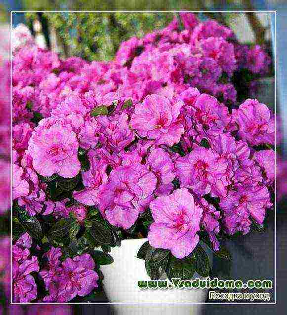 posible bang palaguin ang rhododendron sa bahay