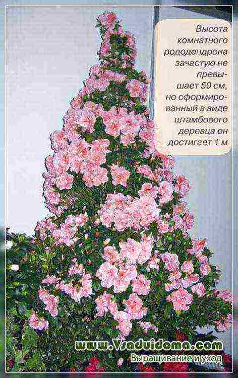 is it possible to grow rhododendron at home